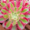 Aeonium Pink Witch
