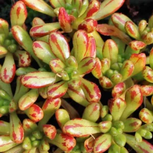 Aeonium Sedifolium