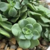 Aeonium LilyPad