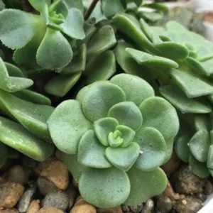 Aeonium LilyPad