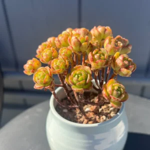 Aeonium Fox