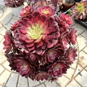 Aeonium Firecracker