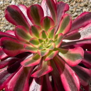 Aeonium Succulent Plant - 3 to 5 Inch Tall- Live Succulent for Houseplant, Easy to Plant -Aeonium Medusa