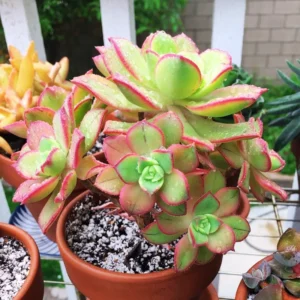 Aeonium Succulent Plant - 3 to 5 Inch Tall- Live Succulent for Houseplant, Easy to Plant -Starburst