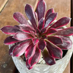 Aeonium Succulent Plant - 3 to 5 Inch Tall- Live Succulent for Houseplant, Easy to Plant - Aeonium Peacock Feather