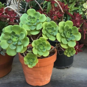 Aeonium Succulent Plant - 3 to 5 Inch Tall- Live Succulent for Houseplant, Easy to Plant -Aeonium LilyPad