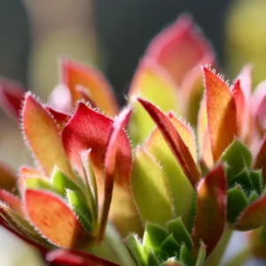 Aeonium Succulent Plant - 3 to 5 Inch Tall- Live Succulent for Houseplant, Easy to Plant - Aeonium Firecracker