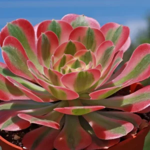 Aeonium Succulent Plant - 3 to 5 Inch Tall- Well Rooted, Beautiful Houseplant Decor - Pink Witch