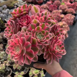 Aeonium Succulent Plant - 3 to 5 Inch Tall- Well Rooted, Beautiful Houseplant Decor - Pink Witch