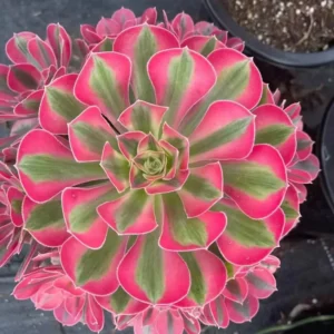 Aeonium Succulent Plant - 3 to 5 Inch Tall- Well Rooted, Beautiful Houseplant Decor - Pink Witch