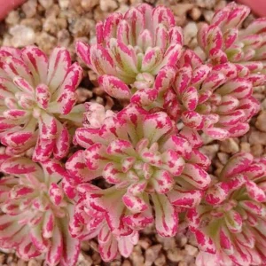 Aeonium Succulent Plant - 3 to 5 Inch Tall- Well Rooted, Beautiful Houseplant Decor - Aeonium Sedifolium