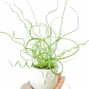 Live Corkscrew Spiralis Plant in 2-Inch Pot - Twisted Grass for Indoor and Outdoor Gardens