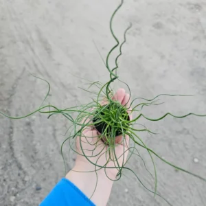 Live Corkscrew Spiralis Plant in 2-Inch Pot - Twisted Grass for Indoor and Outdoor Gardens