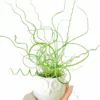 Corkscrew Spiralis Plant Live, Corkscrew Grass Live Plant, Corkscrew Plant In 2 Inch Pot