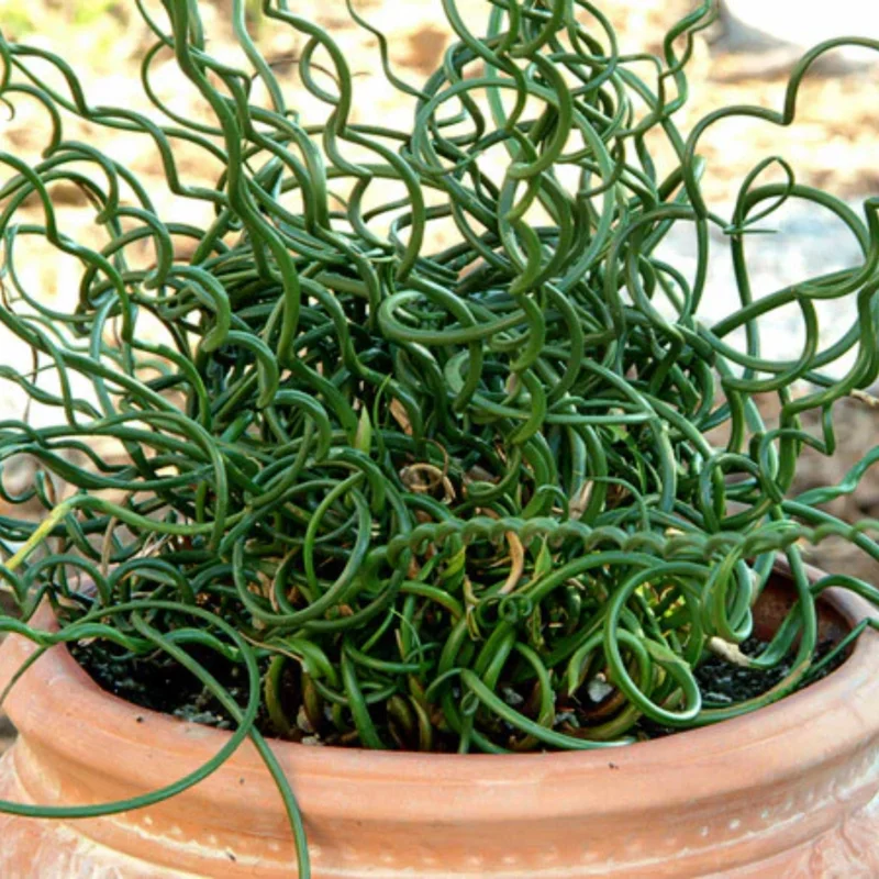 Corkscrew Spiralis Plant Live, Corkscrew Grass Live Plant, Corkscrew Plant In 2 Inch Pot