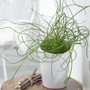 Corkscrew Spiralis Plant Live, Corkscrew Grass Live Plant, Corkscrew Plant In 2 Inch Pot