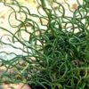 Corkscrew Spiralis Plant Live, Corkscrew Grass Live Plant, Corkscrew Plant In 2 Inch Pot
