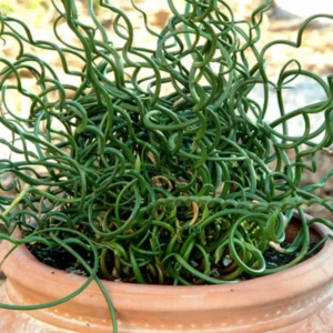 Live Corkscrew Spiralis Plant in 2-Inch Pot - Twisted Grass for Indoor and Outdoor Gardens