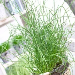 Bundle Of 3 Twisted Corkscrew Plants Live – Vibrant Spiralis Grass Houseplant for Home Garden