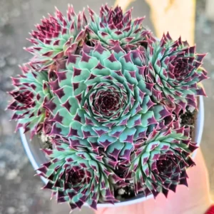 Colorful Hens and Chicks Succulent Plant Live Houseplant in 4-Inch Pot for Home or Garden