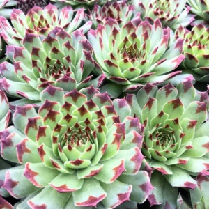 Colorful Hens and Chicks Succulent Plant Live Houseplant in 4-Inch Pot for Home or Garden