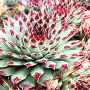 Colorful Hens and Chicks Succulent Plant Live Houseplant in 4-Inch Pot for Home or Garden