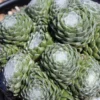 Hens and Chicks Succulent Live Houseplant for Indoor Pots or Home Gardens, In 2 Inc Pot