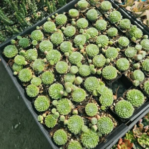 Hens and Chicks Succulent Live Houseplant for Indoor Pots or Home Gardens, In 2 Inc Pot