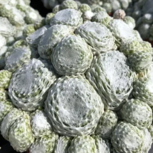 Hens and Chicks Succulent Live Houseplant for Indoor Pots or Home Gardens, In 2 Inc Pot