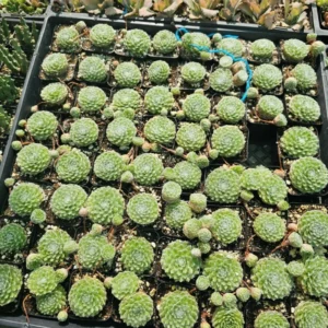 Hens and Chicks Succulent Live Houseplant for Indoor Pots or Home Gardens, In 2 Inc Pot