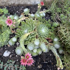 Hens and Chicks Succulent Live Houseplant for Indoor Pots or Home Gardens, In 2 Inc Pot