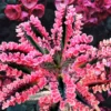 Kalanchoe Pink Butterfly, Variegated Succulent Plant Live, Rare Succulent Houseplant For Decoration, In 2 Inch Pot