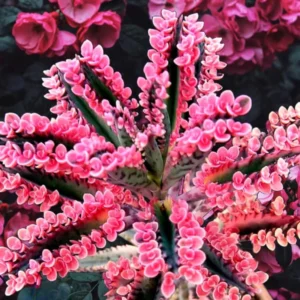 Kalanchoe Pink Butterfly, Variegated Succulent Plant Live, Rare Succulent Houseplant For Decoration, In 2 Inch Pot