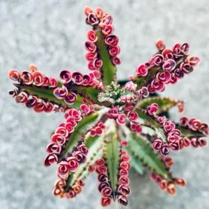 Kalanchoe Pink Butterfly, Variegated Succulent Plant Live, Rare Succulent Houseplant For Decoration, In 2 Inch Pot