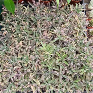 Kalanchoe Pink Butterfly, Variegated Succulent Plant Live, Rare Succulent Houseplant For Decoration, In 2 Inch Pot