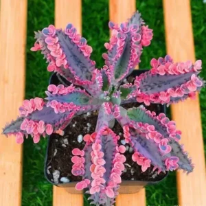 Kalanchoe Pink Butterfly, Variegated Succulent Plant Live, Rare Succulent Houseplant For Decoration, In 2 Inch Pot