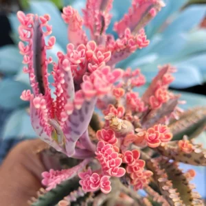 Kalanchoe Pink Butterfly, Variegated Succulent Plant Live, Rare Succulent Houseplant For Decoration, In 2 Inch Pot