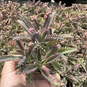 Kalanchoe Pink Butterfly Variegated Succulent Plant Live, Rare Indoor Houseplant for Decoration, 2 Inch Pot, Succulent for Home Garden