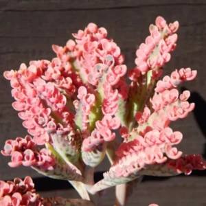 Kalanchoe Pink Butterfly Variegated Succulent Plant Live, Rare Indoor Houseplant for Decoration, 2 Inch Pot, Succulent for Home Garden