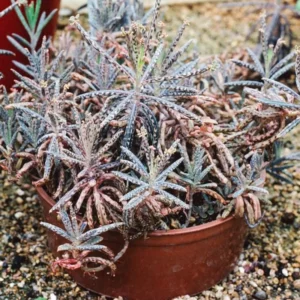 Rare Kalanchoe Mother of Millions Plant Live, Kalanchoe Live Plant, In 2 Inch Pot