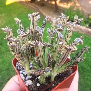 Rare Kalanchoe Mother of Millions Plant Live, Kalanchoe Live Plant, In 2 Inch Pot