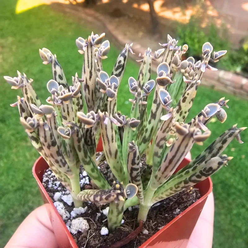 Rare Kalanchoe Mother of Millions Plant Live, Kalanchoe Live Plant, In 2 Inch Pot
