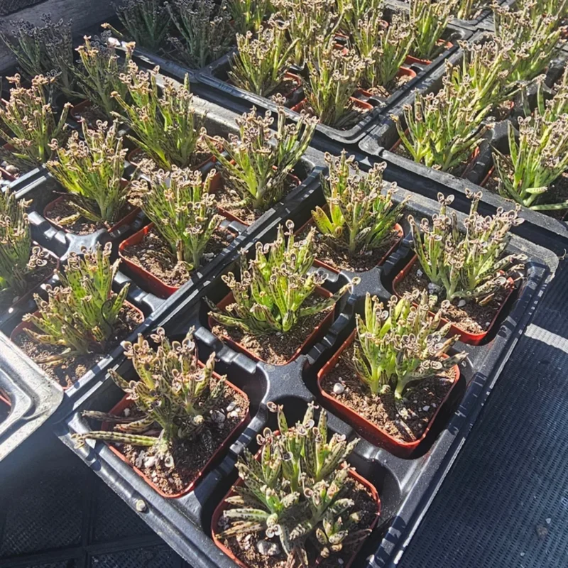 Rare Kalanchoe Mother of Millions Plant Live, Kalanchoe Live Plant, In 2 Inch Pot