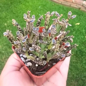 Rare Kalanchoe Mother of Millions Plant Live, Kalanchoe Live Plant, In 2 Inch Pot