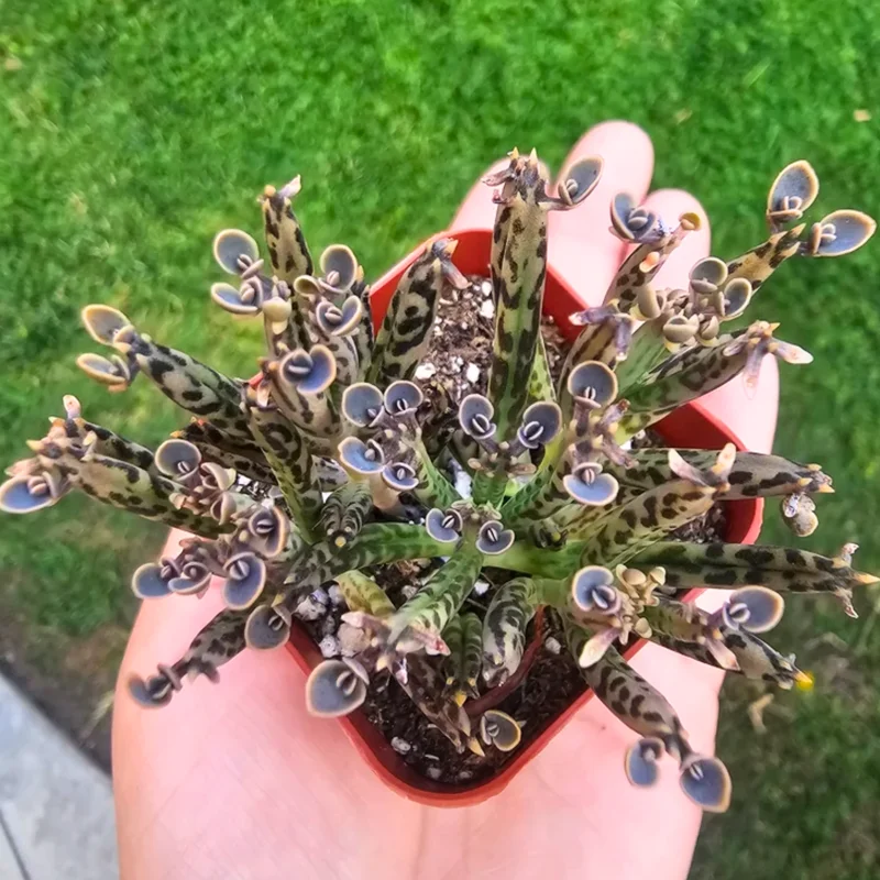 Rare Kalanchoe Mother of Millions Plant Live, Kalanchoe Live Plant, In 2 Inch Pot