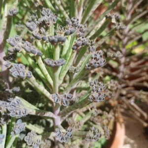 Rare Kalanchoe Mother of Millions Plant Live, Kalanchoe Live Plant, In 2 Inch Pot