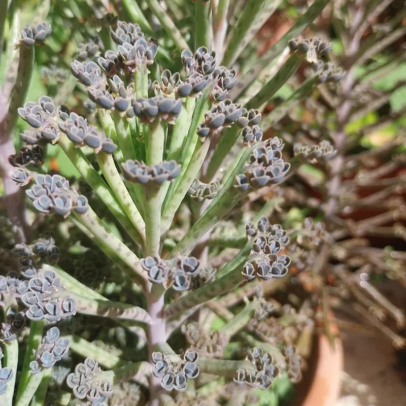 Rare Kalanchoe Mother of Millions Plant Live, Kalanchoe Live Plant, In 2 Inch Pot