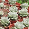 Graptoveria Succulent Plant Live, Rose Succulent Live Plant For Indoor Home Garden, In Pot