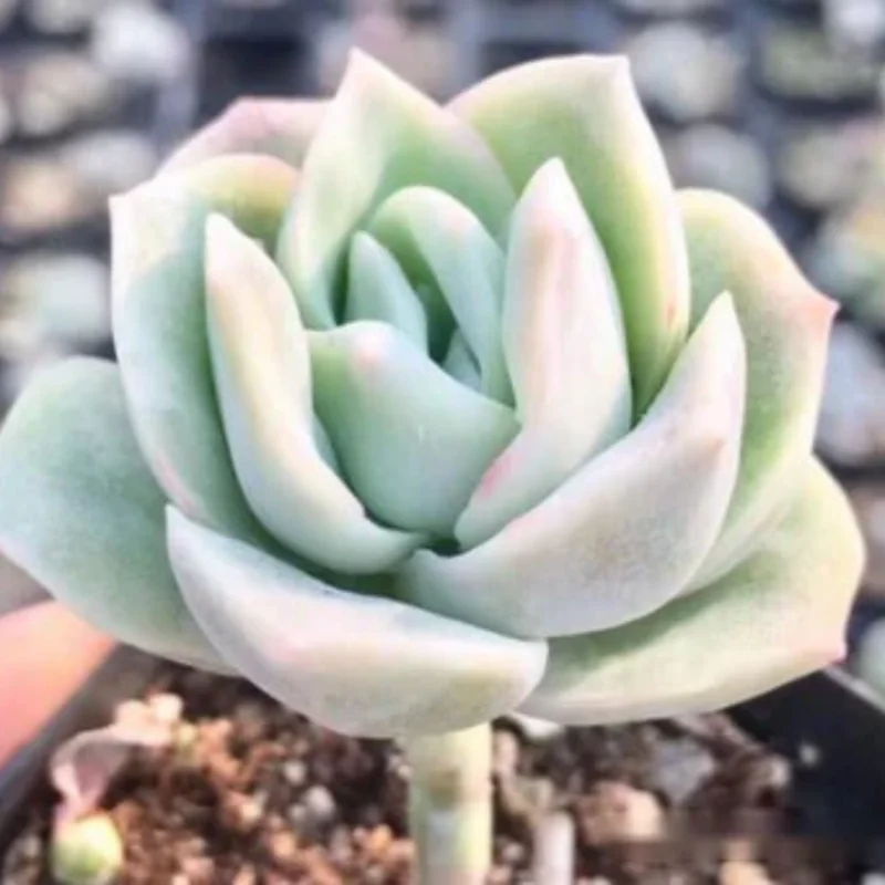 Graptoveria Succulent Plant Live – Rose-Shaped Succulent Houseplant in Pot for Indoor Gardens and Home Decor