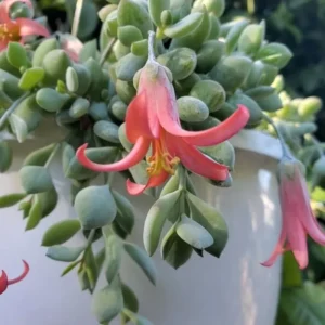 Cotyledon Pendens Trailing Succulent Plant Live, Cliff Cotyledon Houseplant in Pot, Rare Succulent Vine for Home Garden